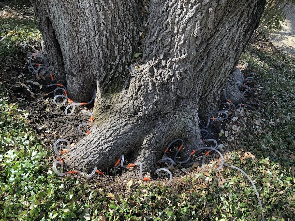 Detailed Tree Cabling and Bracing job site in Houghton Lake