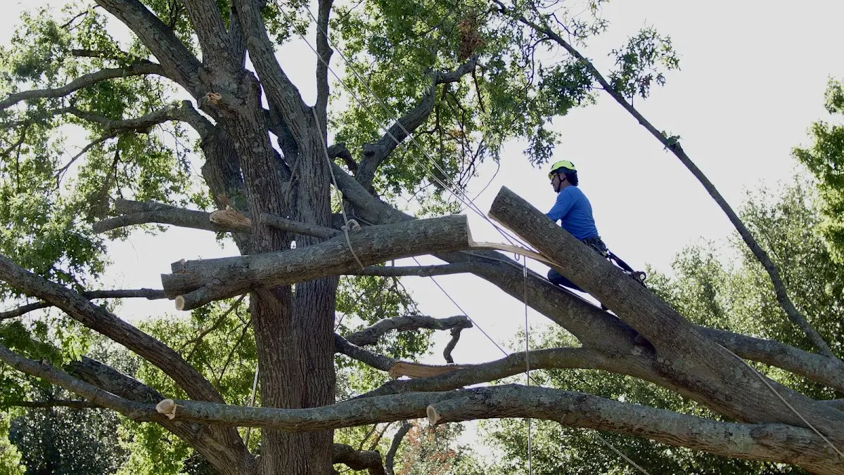 Professional Crown Thinning performed by certified arborists in Houghton Lake