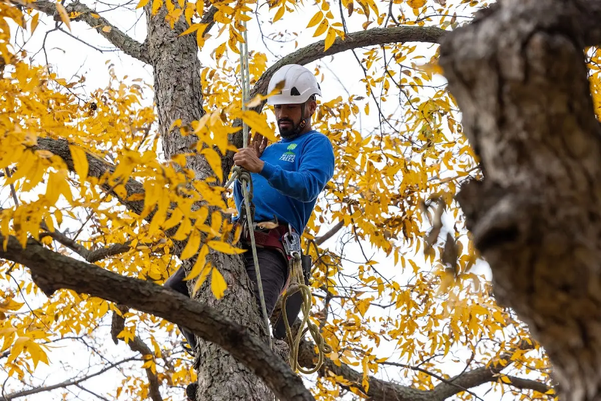 Skilled Tree Pruning crew working in Houghton Lake