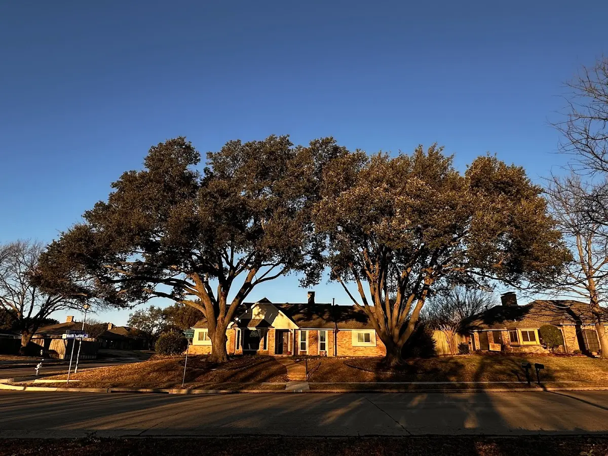 Established residential canopy tree shading a home in Houghton Lake